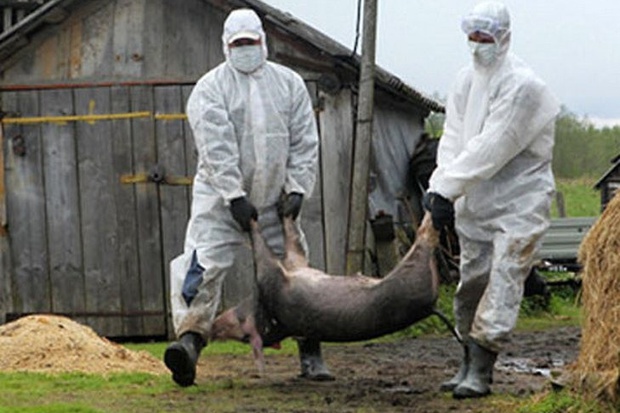 Африканська чума свиней