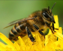 бджола на квітці