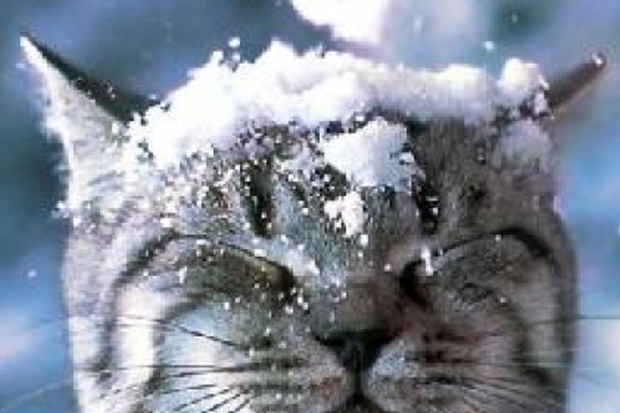 сніг в кота на голові